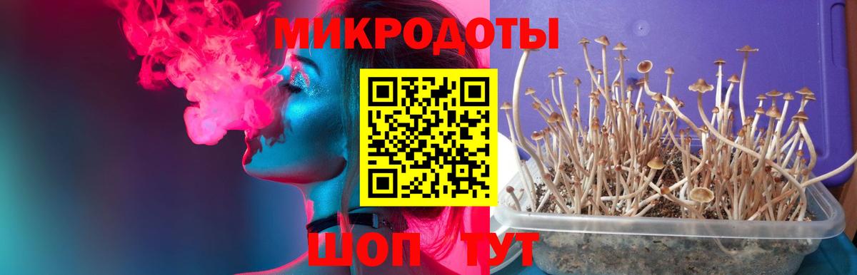 Псилоцибиновые грибы Cubensis  Вход с VPN  купить  цена  Лыткарино 
